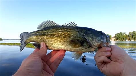 Easy Bass Fishing Rigs for Beginners - Texas Rig & Wacky Rig - Realistic Fishing