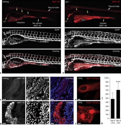 The endocytic pathway is affected in vhl mutants. a, b Confocal ...