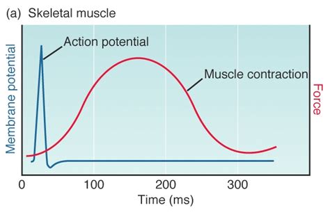 Skeletal Muscle Action Potential