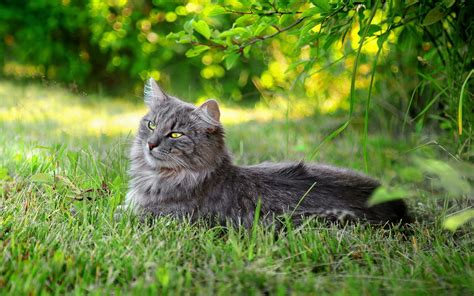 Fondos de pantalla gato naturaleza césped bigotes Gato salvaje