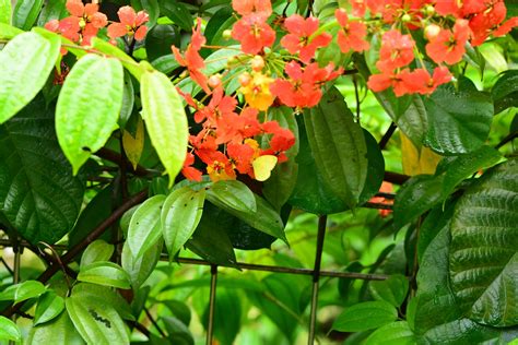 Tanaman Kockiana Bauhinia Kockiana Atau Phanera Kockiana Merupakan