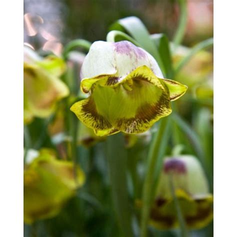 Bulbe De Fritillaria Acmopetela Peter Nyssen Bulbes Fleurs Et