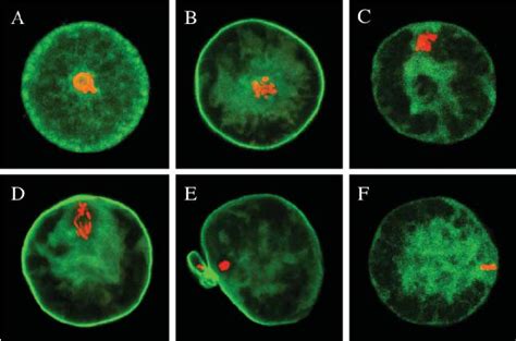 Subcellular Localization Of F Actin During Oocyte Maturation F Actin