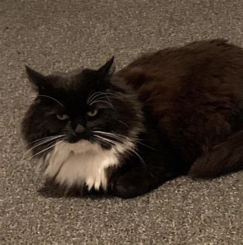 Shes Such A Delight Rgrumpycats