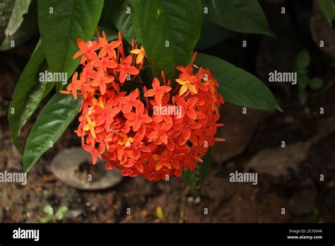 Red And Yellow Ixora Flower Stock Photo Alamy