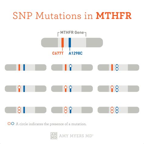 The MTHFR Mutation What It Is And What To Do About It Amy Myers MD