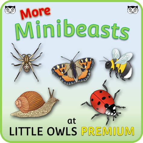 Free Minibeasts Borders Printable Early Yearsey Eyfs Resource