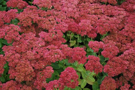 Sedum Autumn Joy Emerald Plants