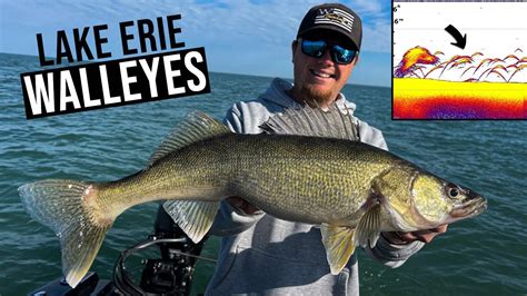 Catching Big Lake Erie Walleyes Trolling Deep Diving Crankbaits Youtube