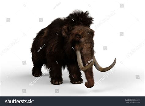 Woolly Mammoth Relative Elephant Which Lived Stock Illustration 2020660871 | Shutterstock