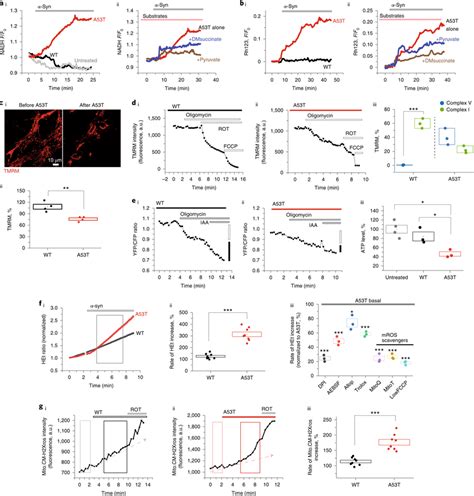 A53t α Syn Impairs Mitochondrial Bioenergetics And Induces