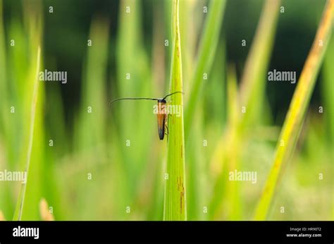 Rice Pest Damage Hi Res Stock Photography And Images Alamy