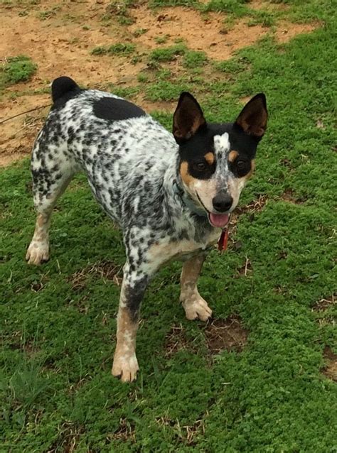 45 Border Collie Blue Heeler Rat Terrier Mix L2sanpiero