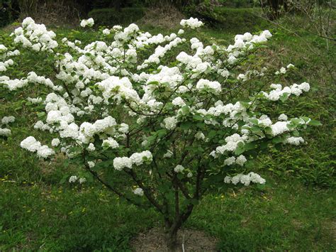 File:Viburnum plicatum var plicatum1.jpg - Wikimedia Commons