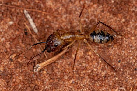 Soldado Formiga Carpinteiro Feminino Adulto Do G Nero Camponotus