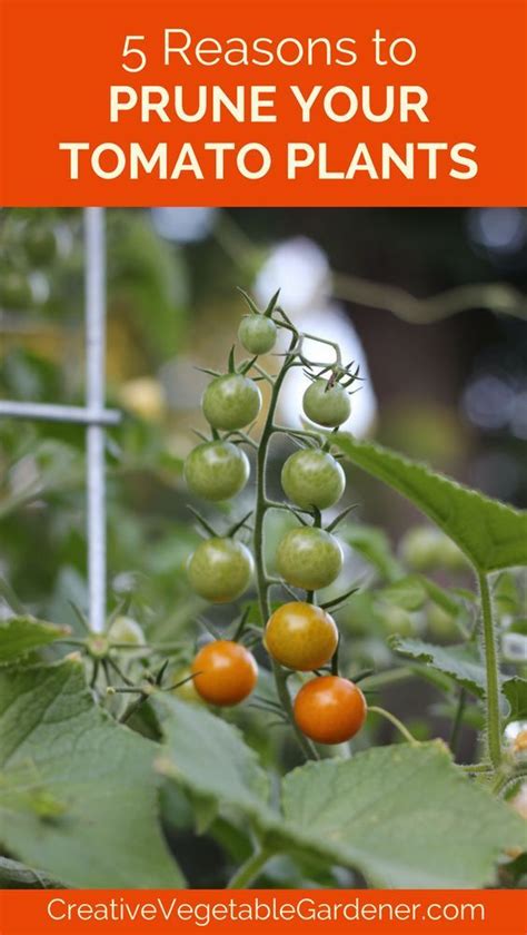 Here S A Quick Way To Prune Indeterminate Tomato Plants Tomato Garden