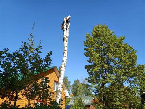 Можно ли пилить деревья на своем участке - в черте города, деревне, СНТ ...