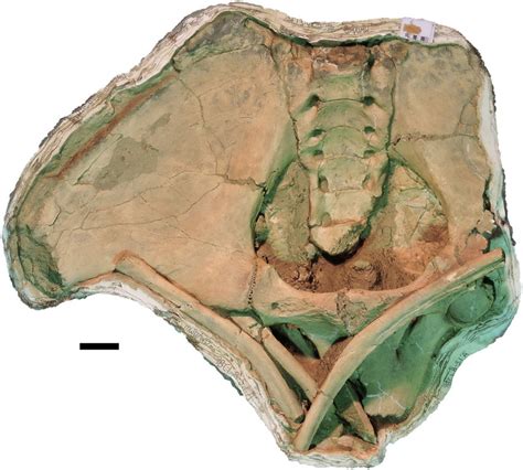 Mammut Pacificus Sp Nov Wsc 9642 Referred Pelvis Pelvis In Ventral