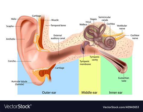 Human Ear Anatomy Structure Diagram Royalty Free Vector