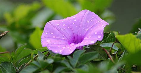 Poisonous Plants & Flowers Around The World | Flowers Across Melb