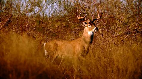 Download Whitetail Buck Hunting Wallpaper - WallpapersHigh