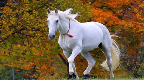 Running Horse Wallpapers - Wallpaper Cave