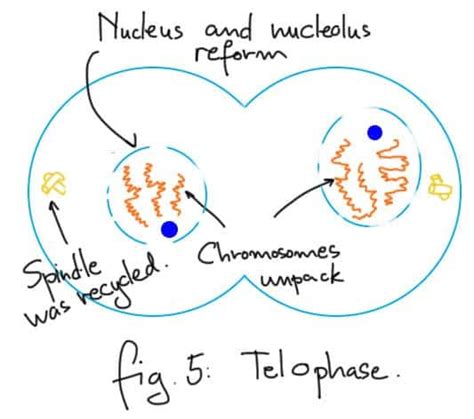 What Are Five Stages of Mitosis?