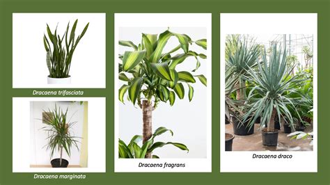 Dracaena Varieties For Every Space In Your Home A Species Guide