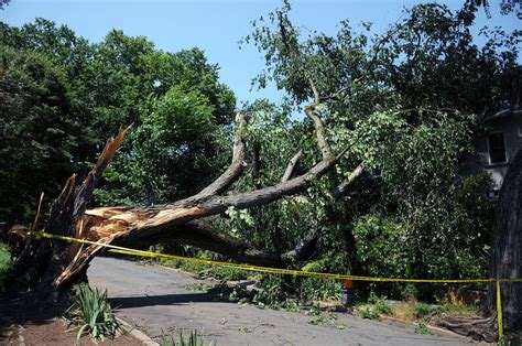 Woman Killed By Falling Oak Tree Limb In South Arlington Park The