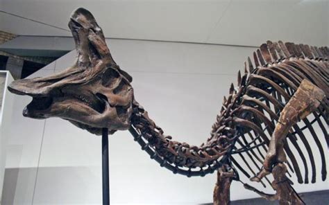 17 Dinosaurios Que Vivieron En México Restos Encontrados Y Fotos