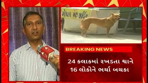 Rajkot News રાજકોટમાં શ્વાનના આતંકથી પીડિત તમામ 16 લોકોને સારવાર માટે