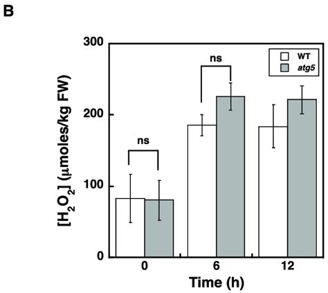 Intracellular H 2 O 2 Levels Are Increased In Atg5 Colonies Earlier