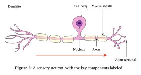 Biopsychology The Structure And Function Of Sensory Relay And Motor