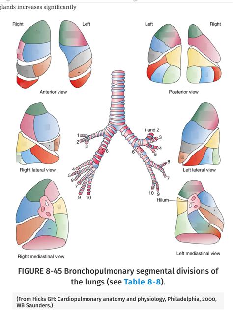 Lung Anatomy Diagram Quizlet