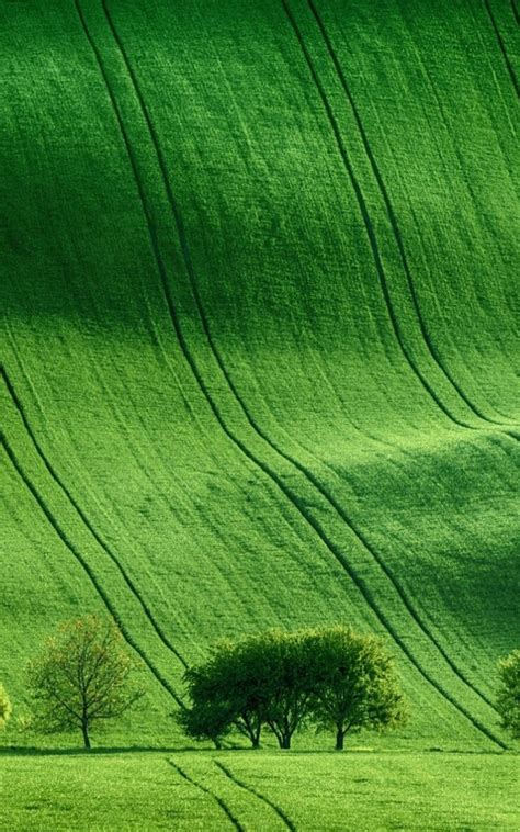 1200x1920 Green Meadow Field 1200x1920 Resolution Wallpaper Hd Nature