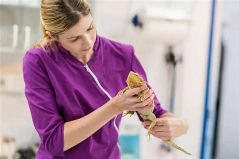 What Are Signs Of Impaction In Bearded Dragons Smartly Pet