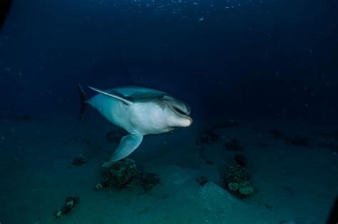 Premium Photo One Dolphin Swimming In The Red Sea Eilat Israel Ae