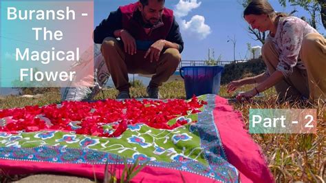 Unravelling The Secret Of The Magical Himalayan Flower Buransh Part2