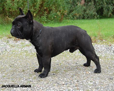 French Bulldog Breed Guide - Learn about the French Bulldog.