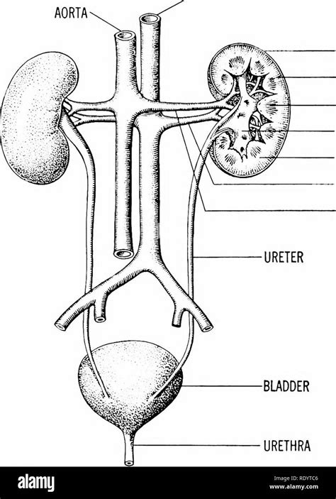 Sistema Urinario Imágenes De Stock En Blanco Y Negro Alamy