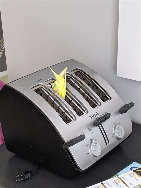 Cleaning My Broken Toaster R Budgies