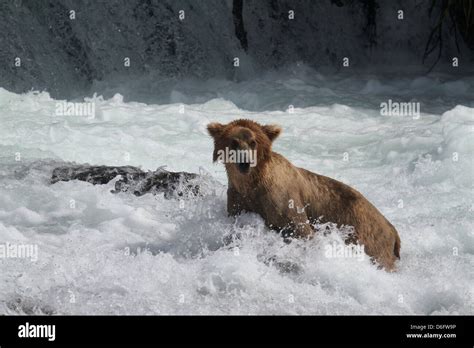 Grizzly Bear Ursus Arctos Horribilis Adult Male Fishing For Salmon