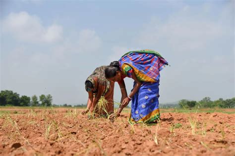 From India To Lagos Can Superfood Millet Make Climate Comeback