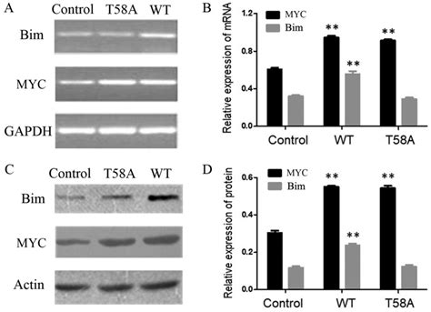 P Independent Role Of Myc Mutant T A In The Proliferation And