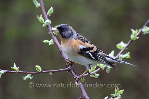 Bergfink Naturfoto Frank Hecker