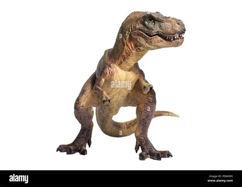 Tyrannosaurus Rex Aislado Sobre Fondo Blanco Fotograf A De Stock Alamy