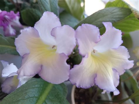 Listki skrętników skrętnik streptocarpus Żnin OLX pl