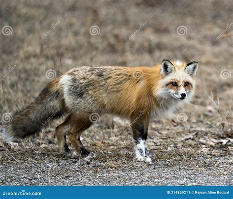 Red Fox Photo Stock Unique Fox Close Up Side Profile View Looking At