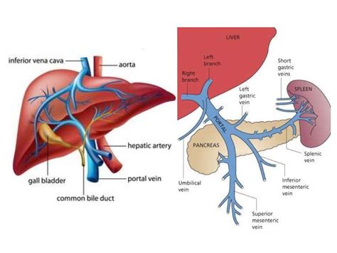 Blood supply of the liver