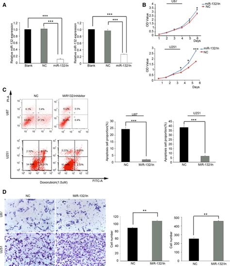 Inhibition Of Mir Promotes Tumor Progression In Astrocytoma Cells